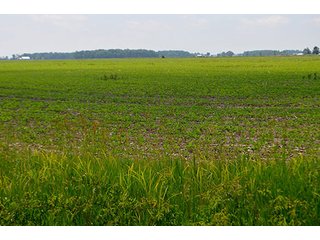 Property photo 148 - LAND AUCTION - 700+/- ACRES OFFERED IN 16 TRACTS IN ALLEN COUNTY, INDIANA